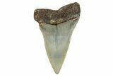 Fossil Broad-Toothed Mako Shark Tooth - North Carolina #272971-1